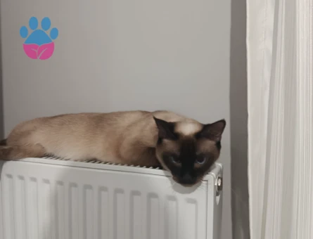 siyam kedimize eş arıyoruz