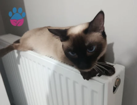 siyam kedimize eş arıyoruz