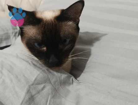 siyam kedimize eş arıyoruz