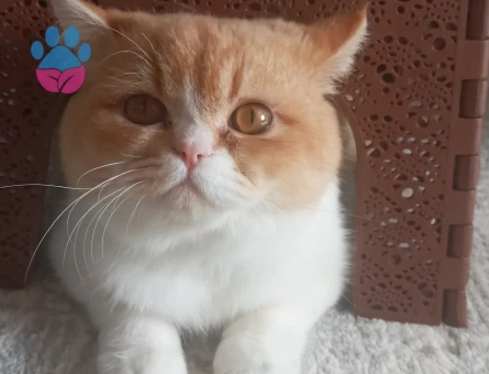 British shortair 1 Yaşında Eş Arıyor