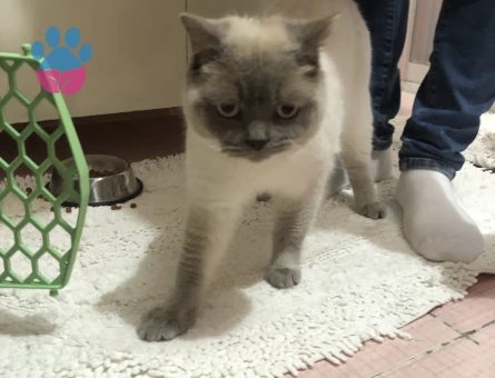 British Longhair Kızımıza eş arıyoruz
