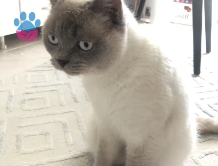 British Longhair Kızımıza eş arıyoruz