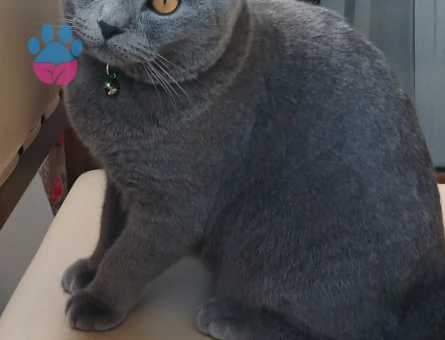 British Shorthair 11 Aylık Eş Arıyor