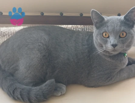 British Shorthair 11 Aylık Eş Arıyor