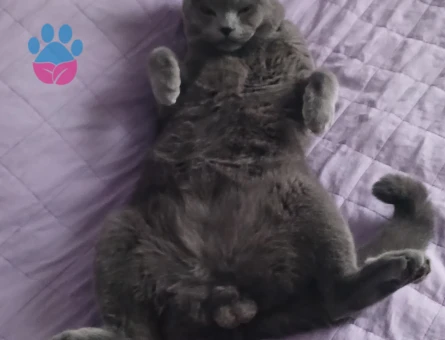 British Shorthair 11 Aylık Eş Arıyor