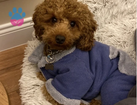 Oğlum gelin adaylarını arıyor