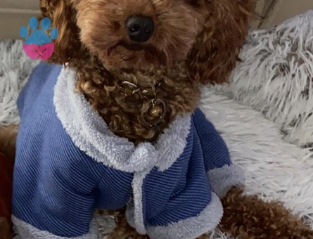 Oğlum gelin adaylarını arıyor