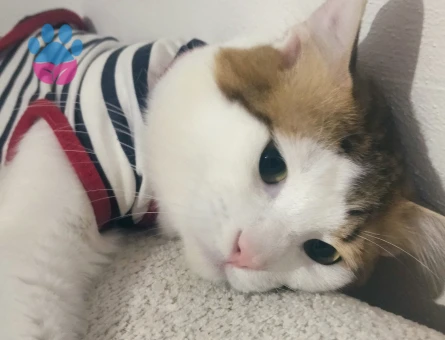 Tekir kediyim eş arıyorum