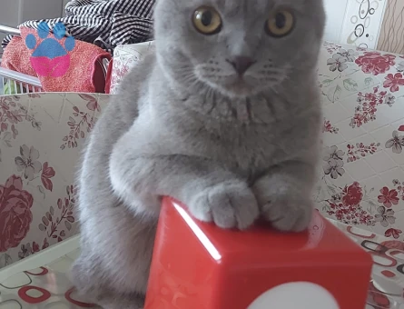 Scootish Fold Erkek Kedime Dişi Arıyorum