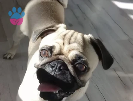 Pug Cinsi Köpeğime Eş Arıyorum