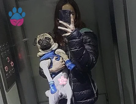 Pug Cinsi Köpeğime Eş Arıyorum