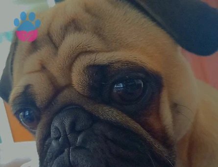 Pug Cinsi Köpeğime Eş Arıyorum