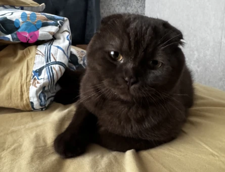 Oğluma eş arıyorum