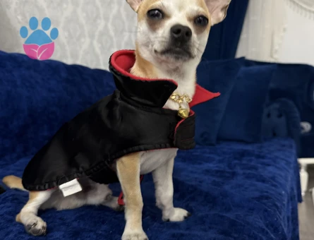 YAKIŞIKLI OĞLUMA EN GÜZELİNDEN GELİN ARIYORUM