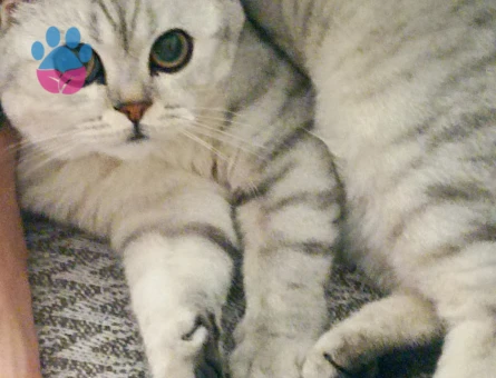 Oğluma eş ariyorum