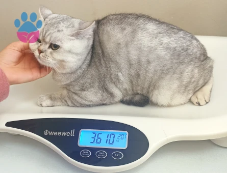 Oğluma eş ariyorum