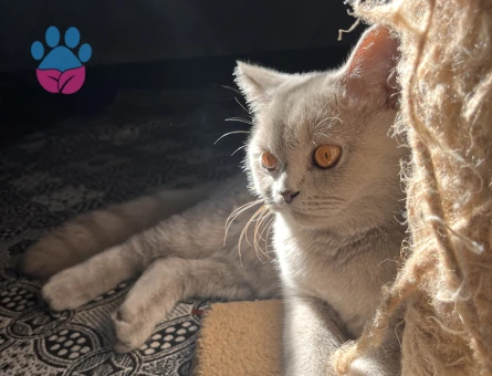 Dişi Kedim kızgınlıkta aynı cins kedi arıyorum