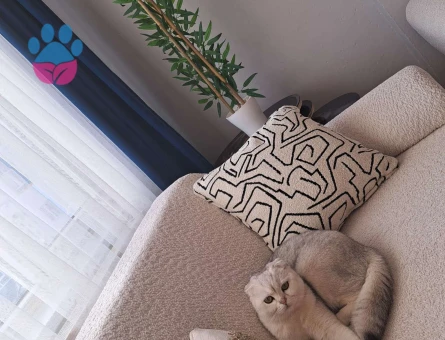 Scotish kızımıza erkek kedi aramaktayiz