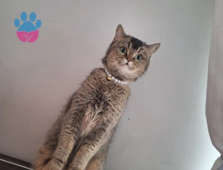 Kedimize damat adayı arıyoruz