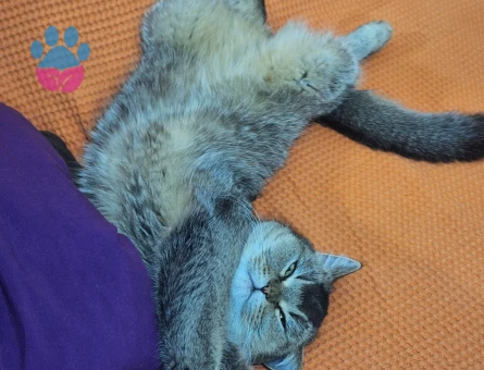 Kedimize damat adayı arıyoruz