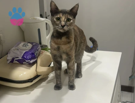 British Shorthair Kedim Eş Arıyor