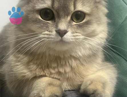 Kızım Maya' ya eş arıyoruz