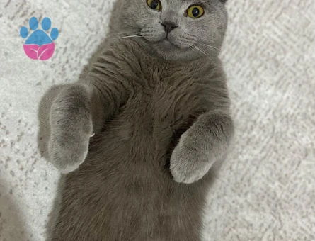 Scottish Fold 10 Aylık Oğlumu Çiftleştirmek İStiyorum