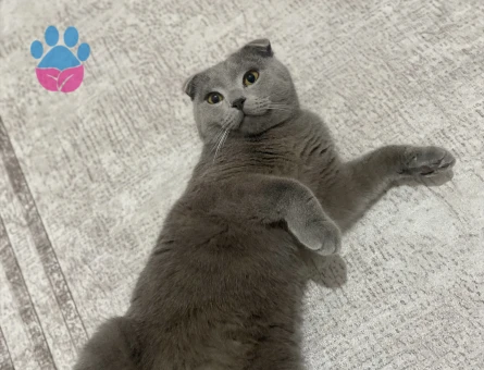 Scottish Fold 10 Aylık Oğlumu Çiftleştirmek İStiyorum