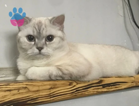 Bluepoint British Shorthair 1 Yaşında Kedim Eş Arıyor