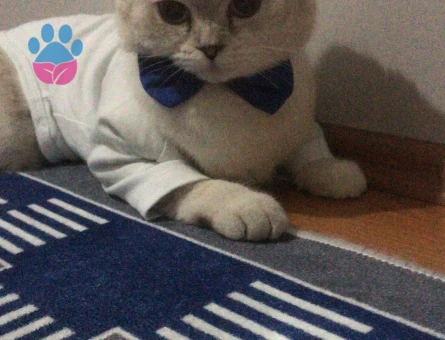 Bluepoint British Shorthair 1 Yaşında Kedim Eş Arıyor