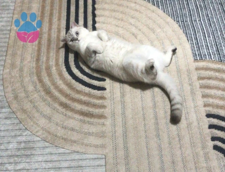 Bluepoint British Shorthair 1 Yaşında Kedim Eş Arıyor