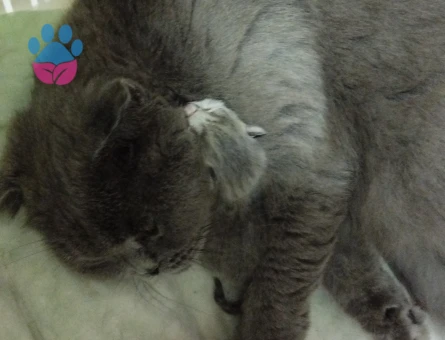 Scootish fold 2.5 Yaşında Eş Arıyor