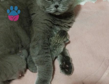 Scootish fold 2.5 Yaşında Eş Arıyor