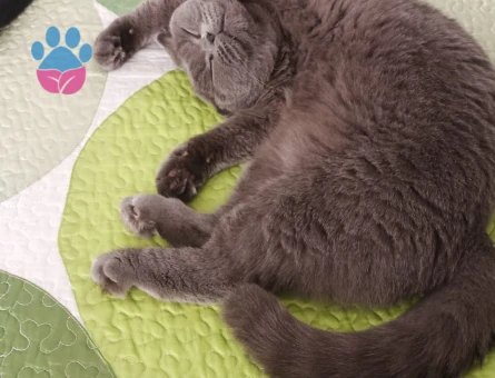 Scootish fold 2.5 Yaşında Eş Arıyor