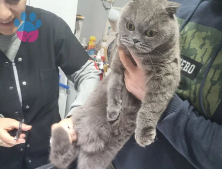 Scootish fold 2.5 Yaşında Eş Arıyor