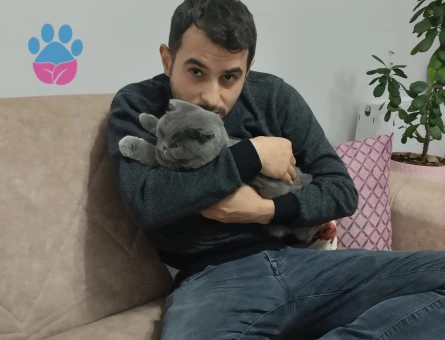 Scootish fold 2.5 Yaşında Eş Arıyor