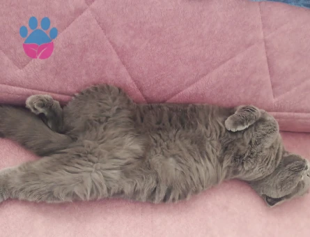 Scootish fold 2.5 Yaşında Eş Arıyor