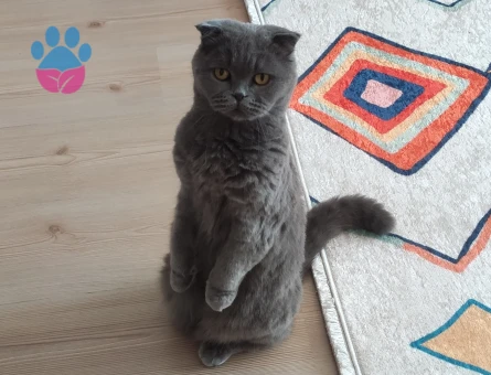 Scootish fold 2.5 Yaşında Eş Arıyor