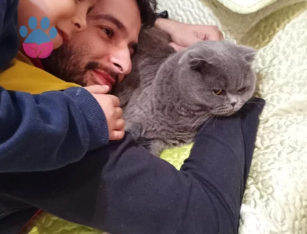 Scootish fold 2.5 Yaşında Eş Arıyor