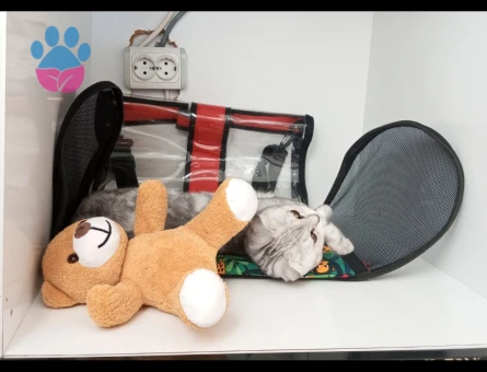 Scottish Fold 10 Aylık Kedim Eş Arıyor