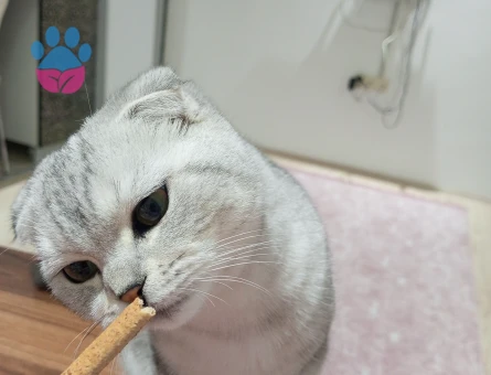 Scottish Fold 10 Aylık Kedim Eş Arıyor