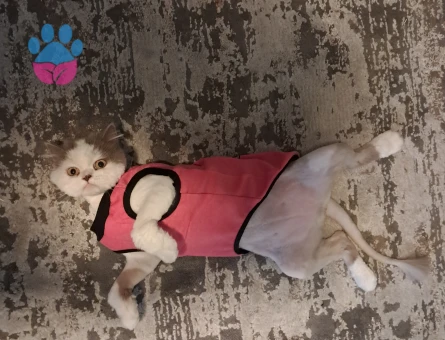 British Longhair dişi kedime erkek eş arıyorum