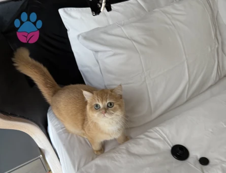 Golden N11 British Secereli Dişi