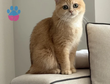 Golden N11 British Secereli Dişi