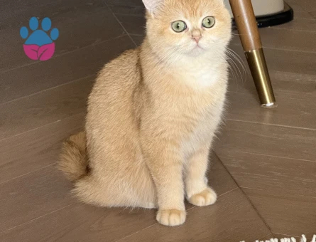 Golden N11 British Secereli Dişi