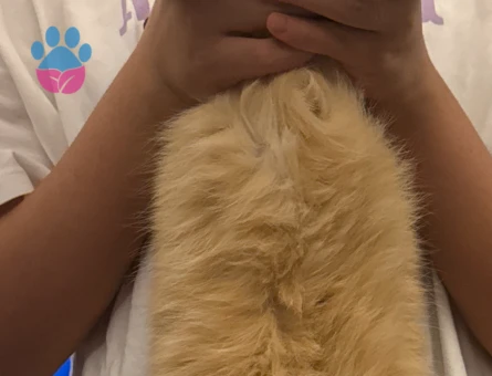 Golden N11 British Secereli Dişi