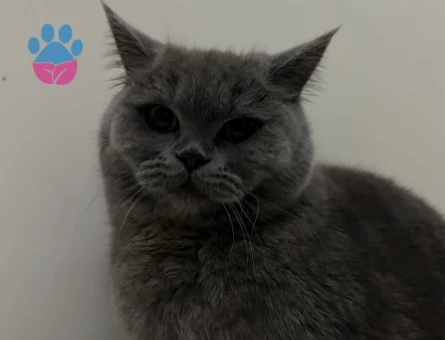 Minik Lunama Asil bir bey Arıyoruz