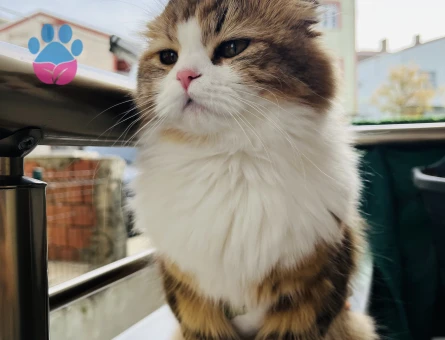 Scottish Fold Dişi Kedime Eş Arıyorum