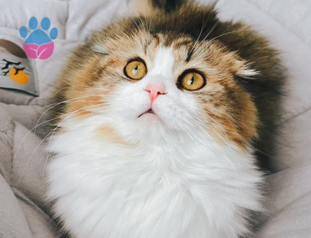 Scottish Fold Dişi Kedime Eş Arıyorum