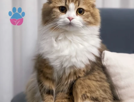Scottish Fold Dişi Kedime Eş Arıyorum